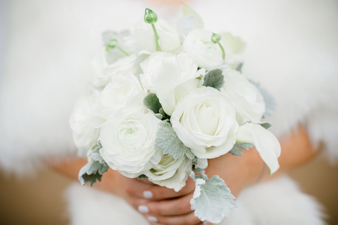 A bride holding an all-white bridal bouquet of ranunculus, roses and dusty miller